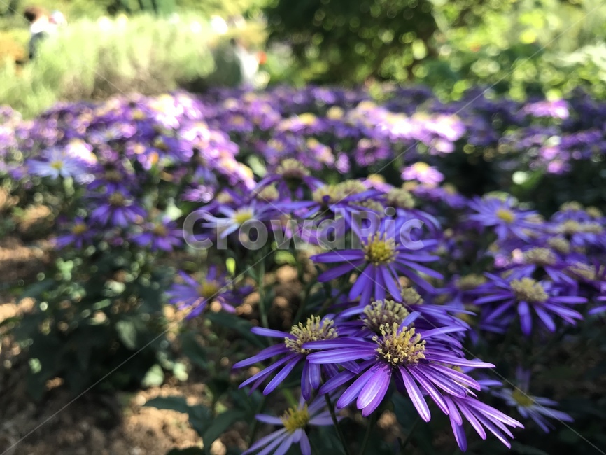 꽃,풍경,봄,식물,여름,식물,자연,plants,nature,꽃,flower