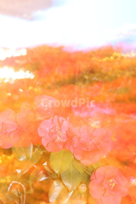 동백꽃,동백,몽환,꽃,레트로,식물,자연,plants,nature,꽃,flower
