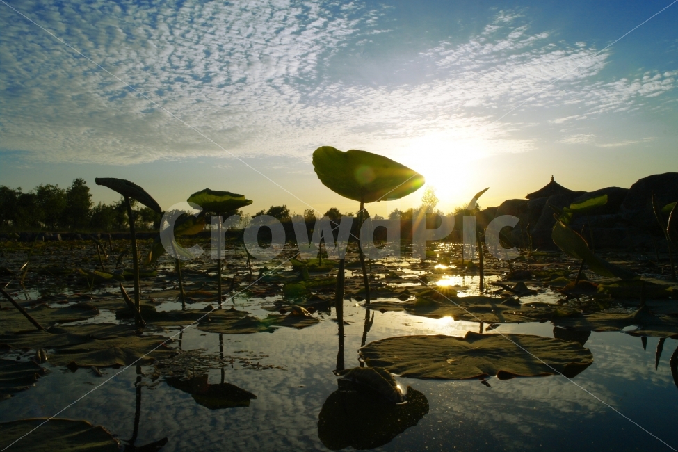 자연,반영,식물,연꽃,가을,일몰,nature,reflection,plant,flower,lotus,sunset,색감,컬러,color,자연,풍경,nature,landscape,한국자연풍경,한국자연경관,korea nature landscape,bird,새,animal,동물