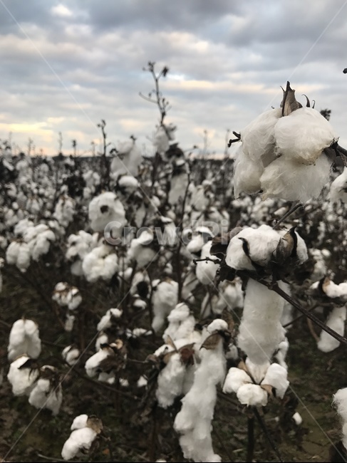 목화,목화솜,목화솜밭,솜,구름,하얀꽃,하늘,꽃밭,미국,남부,화이트,구름솜,꽃,cotton,flower,field,white,usa,unitedstates,america,cloud,southern,cloudy,흐린날