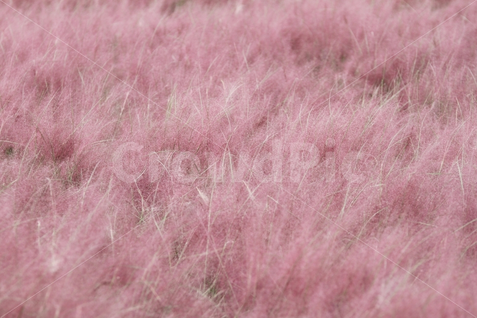 감성사진,핑크뮬리,분홍억새,가을,식물,자연,가을,계절,fall,autumn,season,감성,sensible,feeling,vegetation,초목,bush,부시,plant