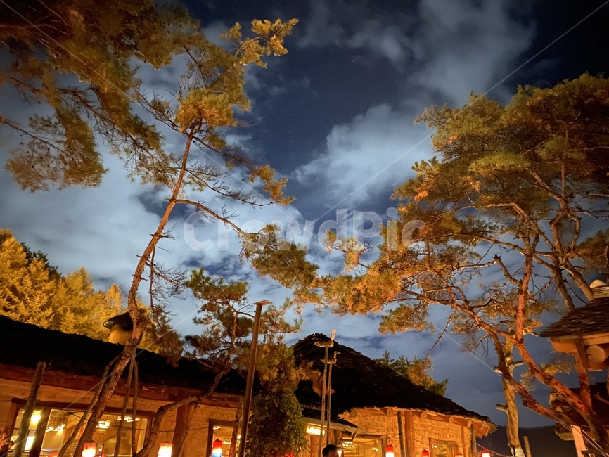 나무,밤,야경,하늘,식물,식물,자연,plants,nature,나무,trees,wood