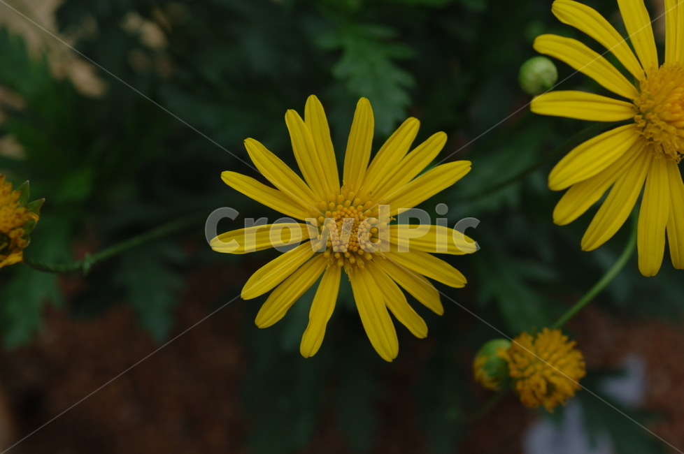 꽃,식물,들꽃,야생화,자연,flower,blossom,plant,식물,자연,plants,nature,꽃,flower