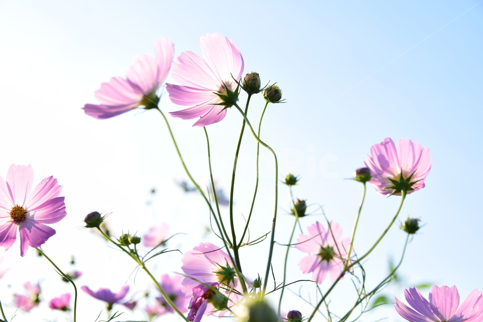 코스모스,코스모스꽃,꽃,가을,가을꽃,식물,국화과,꽃잎,cosmos,flower,fall,autumn,plant,blossom,petal,식물,자연,plants,nature,꽃,flower