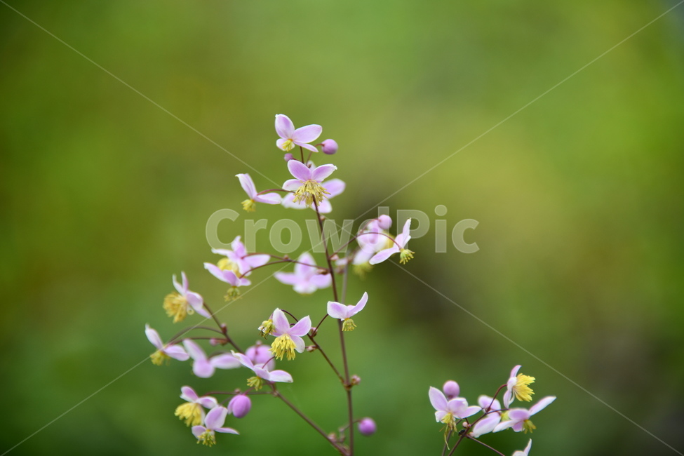 꽃,자연,식물,야생화,nature,flower,감성,feeling,배경,백그라운드,자연,풍경,nature,landscape,식물,plants,꽃,flower,plant,blossom