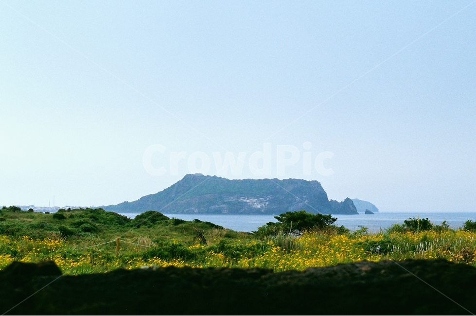 제주,성산일출봉,유채꽃,jeju,rapeblossms,명소,attraction,yellow,flower,자연,풍경,nature,landscape,한국자연풍경,한국자연경관,korea nature landscape,제주도,jeju,jeju island,outdoors,옥외,land,땅,water,물,ocean,대양,sea,바다