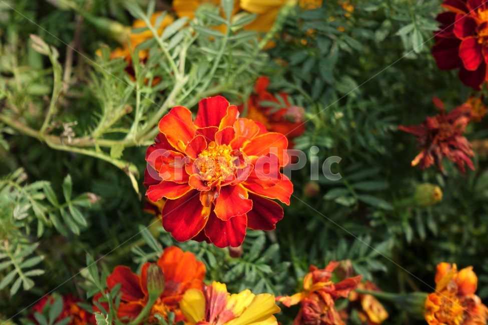 식물,꽃,만수국,프렌치메리골드,flower,plant