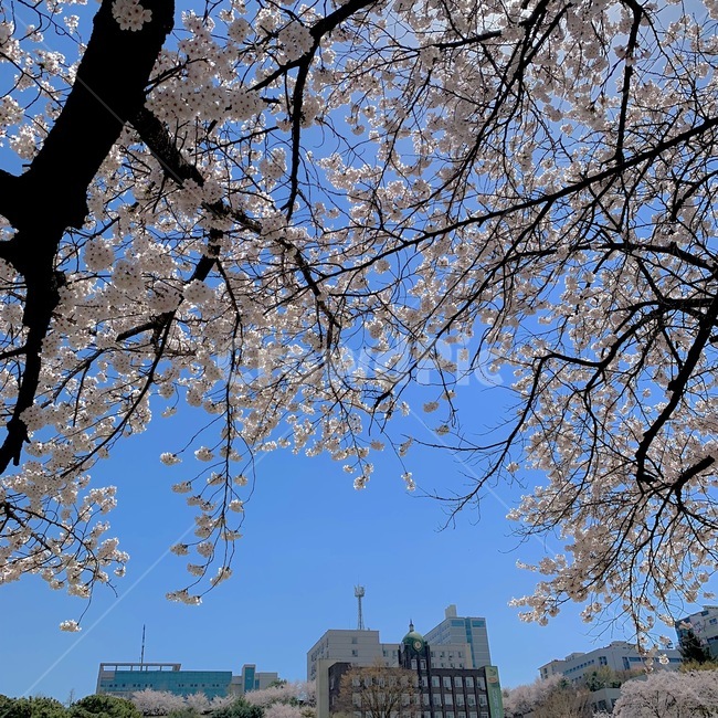 학교,벚꽃,풍경,자연,하늘,자연,풍경,nature,landscape,plant,식물,tree,나무
