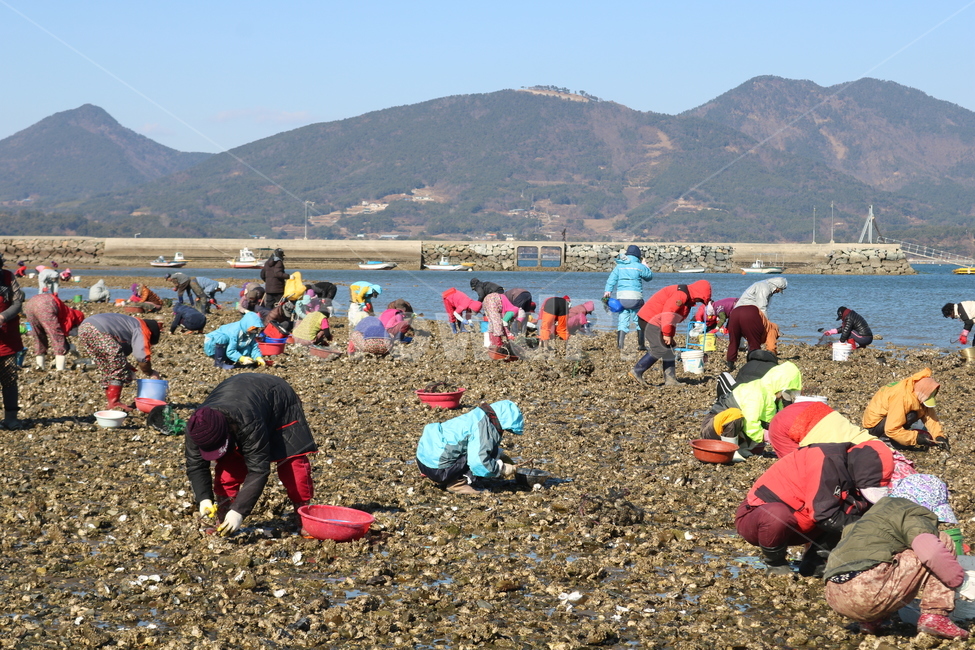 채취,바지락,굴,조개,어촌,어촌체험,바다,자갈,밀물,썰물,아줌마,할머니,허리,노동,고통,인파,사람들,대중,군중,other people,crowd,산업,industry,industrial,어업,fishery,fishing industry