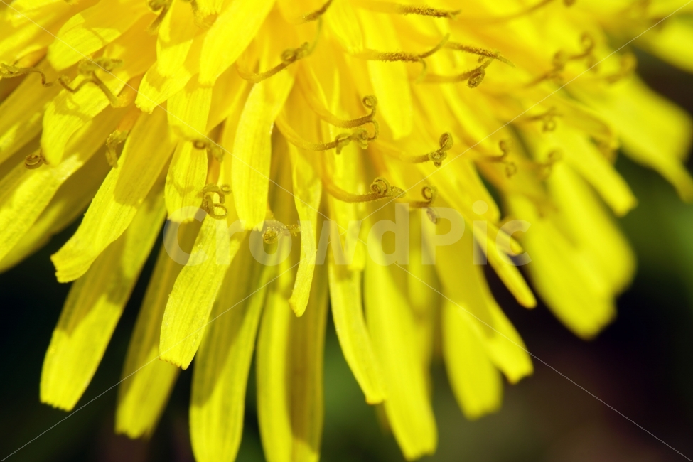 봄,꽃,자연,식물,spring,flower,nature,plants,민들레,이파리,꽃봉오리,접사,macro,클로즈업,closeup,tree,숲,숲속,산림,삼림,조경,봄꽃,감성,힐링,풍경,landscape,식물,자연,plants,nature,꽃,flower