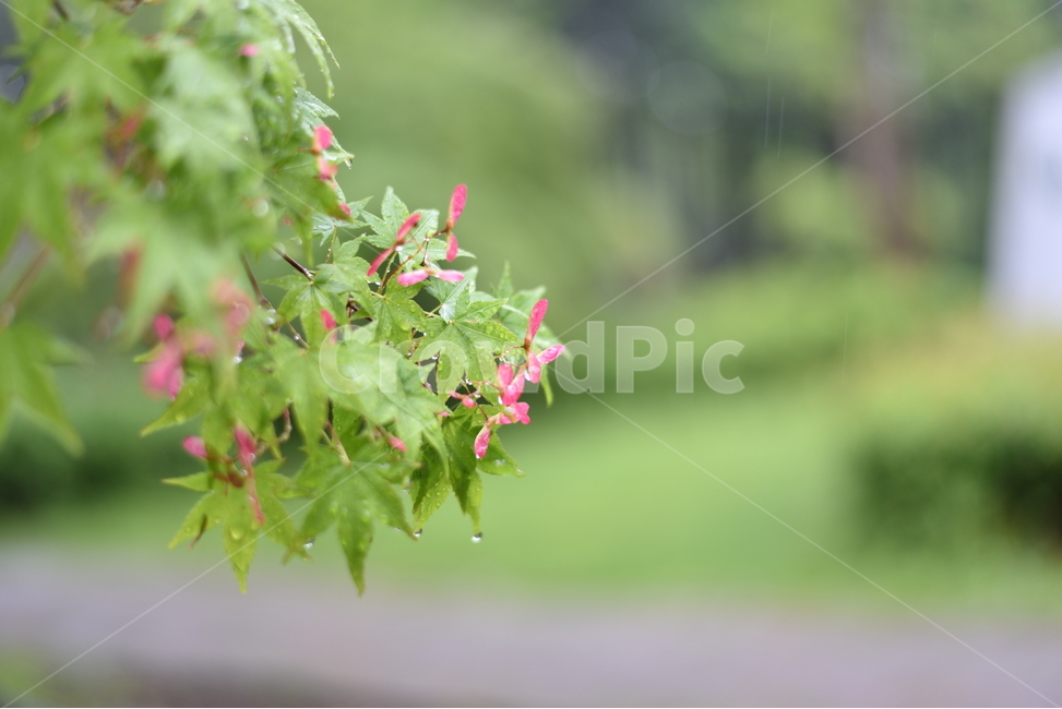 비,빗방울,나뭇잎,물방울,비오는날,감성사진,식물,자연,plants,nature,비,비오는날,rain,rainy