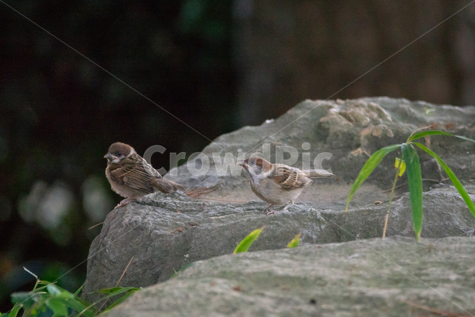조류,탐조,새,텃새,철새,bird,동물,animal,조류,새,birds
