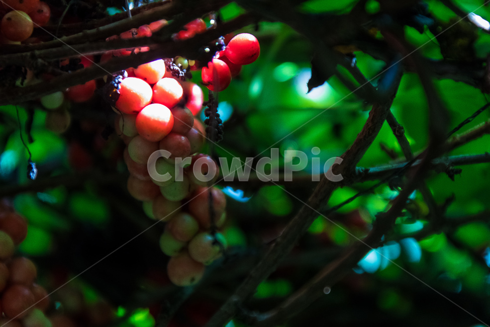 오미자,과일,열매,수확,농업,제철,과일,열매,fruit