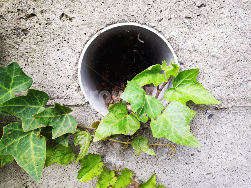 식물,잎,초록,plants,green,화분,flowerpot,벽,wall,식물,자연,plants,nature