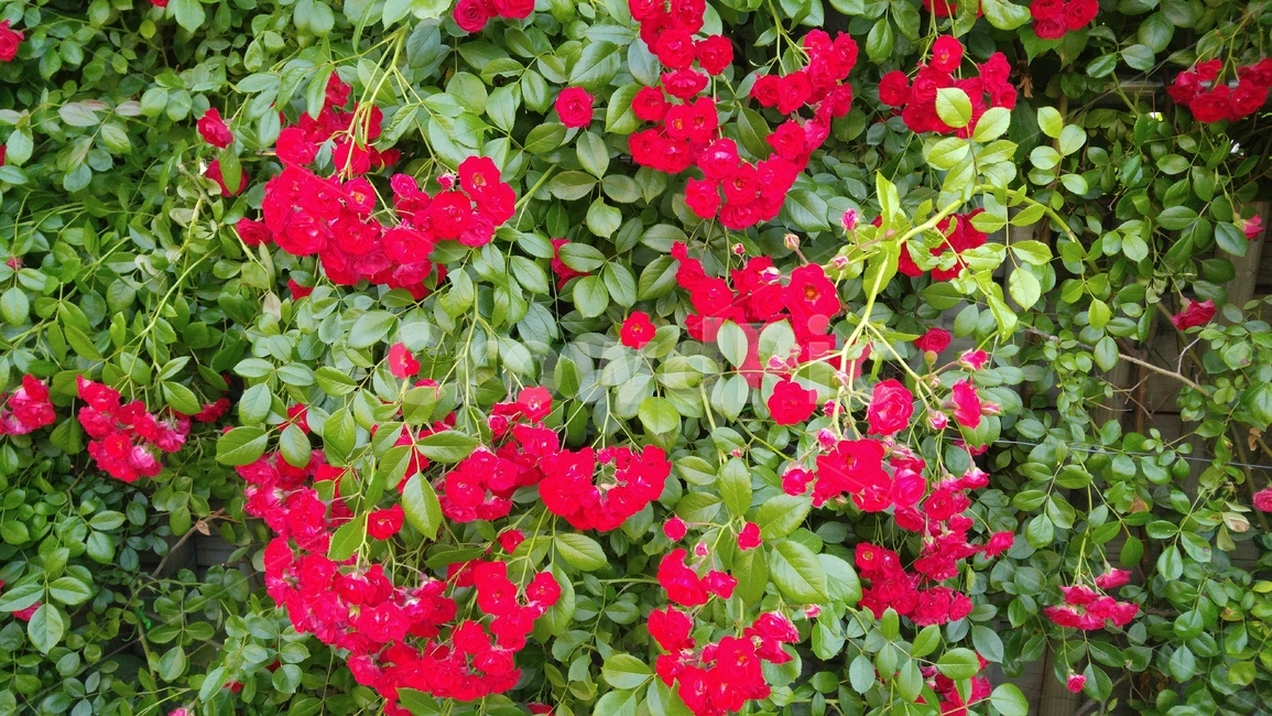 장미,붉은장미,꽃,붉은색,녹색,장미축제,식물,배경,감성,계절,사랑,rose,redroses,flower,red,green,rosefestival,flants,background,emotional,season,love