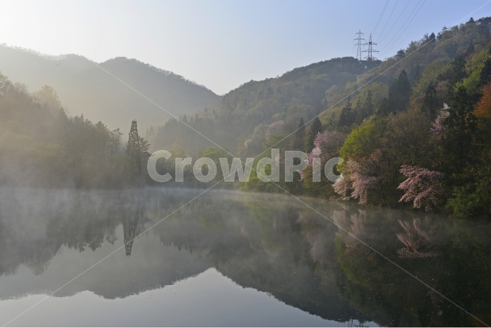 전남,화순,세량지,세량제,물안개,벚꽃,산벚꽃,봄,계절,반영,아침,여명,해돋이,nature,자연,outdoors,옥외,fog,안개,weather,날씨,자연,풍경,nature,landscape