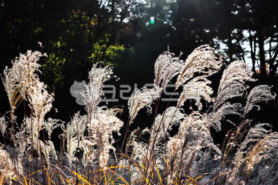 Yongin Natural Recreation Forest,Silver grass,Reed Festival,autumn scenery,autumn,Silver Grass Festival,silver grass field,reed field