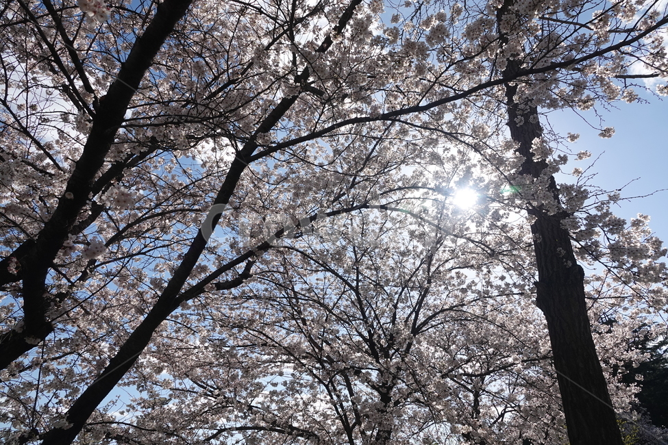 plant,식물,flower,blossoom,꽃,나무,trees,wood