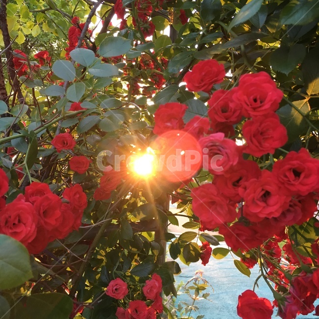 여름,장미,노을,빛,감성사진,빨강색,빨간색,한여름,꽃,사랑,sunset,rose,red,love,summer,flower,식물,자연,plants,nature,꽃,flower