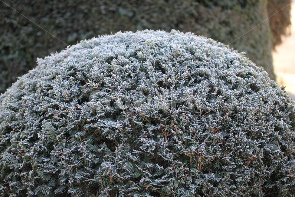 nature,옥외,자연,plant,ice,식물,빙,outdoors,서리,둥근나무,깎여진,아이스,겨울,아침