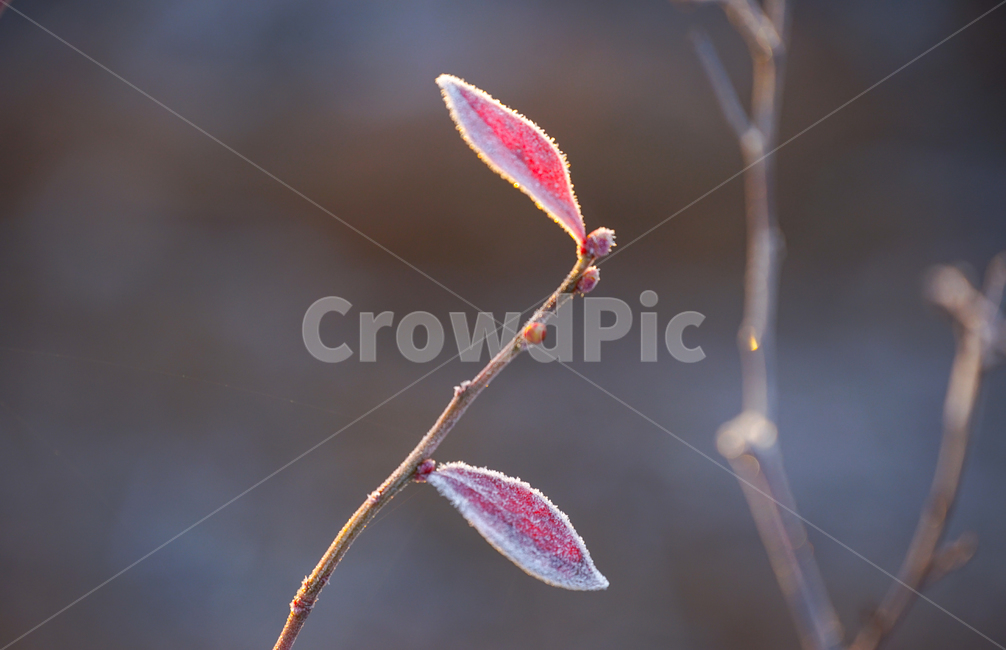 겨울,서리,식물,서릿발,자연,계절,겨울,계절,winter,season,식물,자연,plants,nature