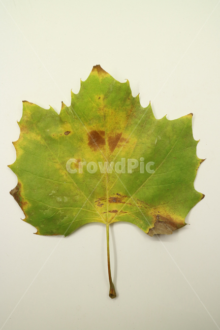 낙엽,가을,나뭇잎,잎,잎사귀,계절,식물,자연,낙엽잎,fallenleaves,deadleaves,오브젝트,누끼,가을낙엽,가을,계절,fall,autumn,season,leaf,plant,tree,나무