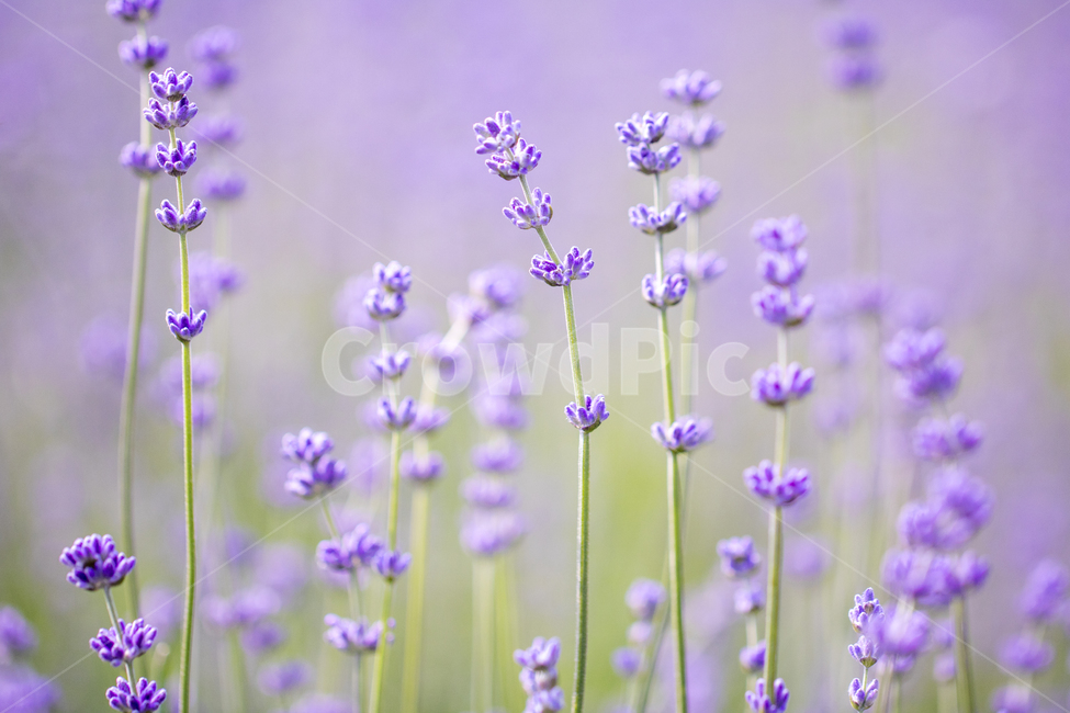 라벤더,꽃,식물,잎,보라색,배경,백그라운드,줄기,바이올렛,라벤다,식물,자연,plants,nature,꽃,flower