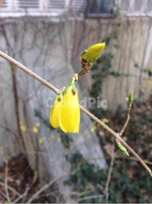 꽃,자연,식물,flower,nature
