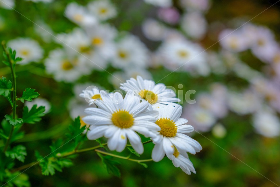 가을,단풍,나무,반영,꽃,국화,연기,아침,안개,식물,자연,plants,nature,꽃,flower
