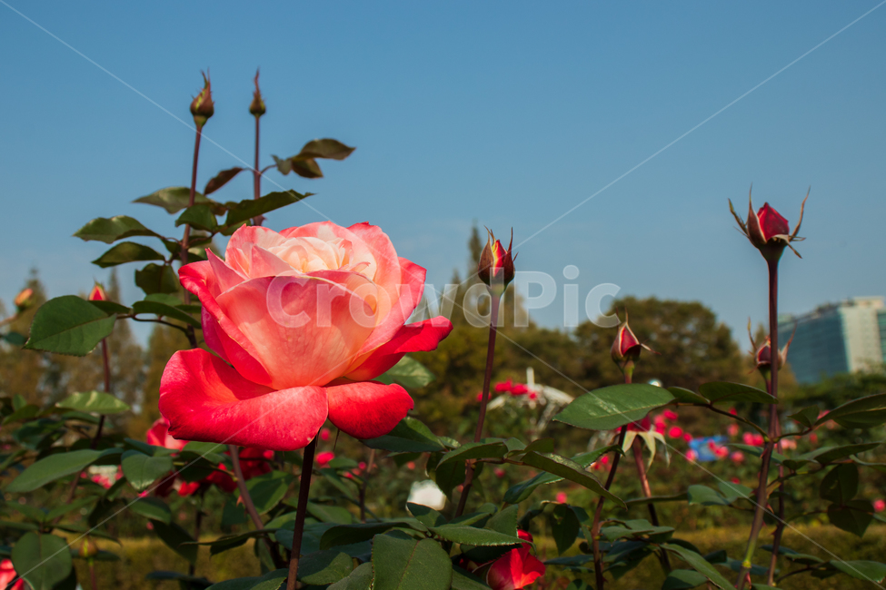 장미,rose,장미꽃,꽃,봄,여름,로즈,들장미,야생장미,식물,자연,꽃잎,잎,만개,만발,야생,하늘,푸른하늘,파란하늘,로맨틱,로맨스,사랑,낭만적인,낭만,아름다움,아름다운,미,공원,야외,정원,뜰,가든,핑크,레드,그라데이션,투톤,투톤컬러,컬러,화이트,flower,flowers,roses,spring,summer,pink,red,white,blue,bluesky,wildrose,plant,nature,natural,bloom,blooming,blossom,romantic,romance,love,garden,petal,beautiful,beauty,green,leaf,leaves,gradation,color,twotone,wild,season,outdoor,outdoors,background