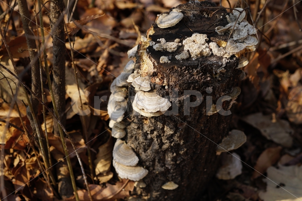 버섯,나무,식물,자연,낙엽,산,야채,mushroom,vegetable,fruit,과일,열매,food,식재료,식자재,요리,레시피,recipe,tree,한국자연,한국의자연,한국적인,nature,풍경,landscape,mountain,country,시골,감성,감성사진,힐링,힐링사진,스냅,스냅샷,스냅사진,스넵,스넵사진,스넵샷,snap,snapshot,식물,자연,plants,nature