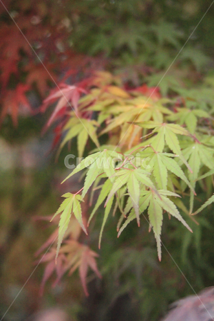 leaf,잎,plant,식물,tree,나무,maple,단풍,가을단풍,가을,계절,fall,autumn,season