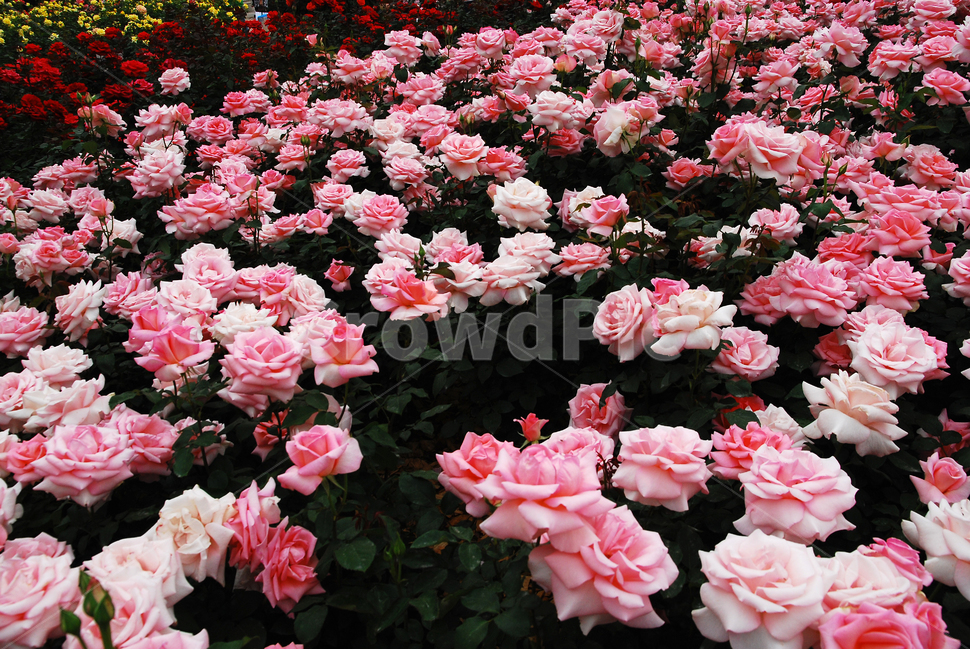 장미,장미꽃,로즈,꽃,아름다움,예쁜,플라워,데코레이션,꽃송이,꽃잎,feeling,rose,flowers,5월,계절의여왕,가시,가든,정원,앞뜰,장미원,장미축제,BEAUTIFUL,plant,garden,핑크색장미,분홍장미,pink,꽃밭,수많은,식물,자연,plants,nature,꽃,flower
