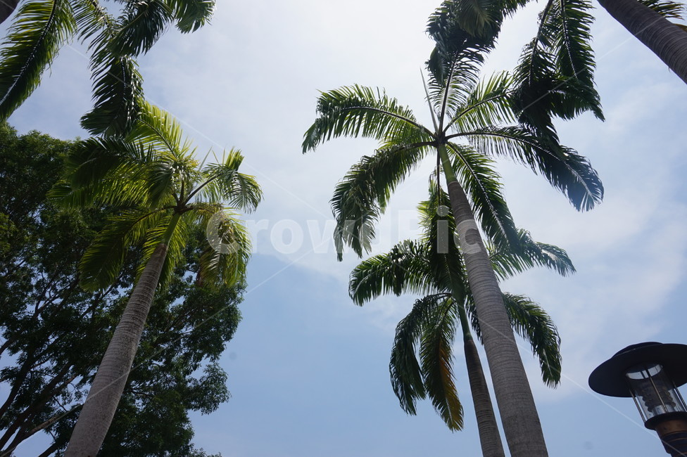 코타키나발루,말레이시아,여름,하늘,풍경,색감,summer,kotakinabalu,landscape,green,자연,nature,낮,나무,tree