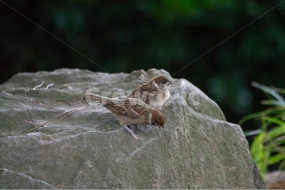 조류,탐조,새,텃새,철새,bird,동물,animal,조류,새,birds