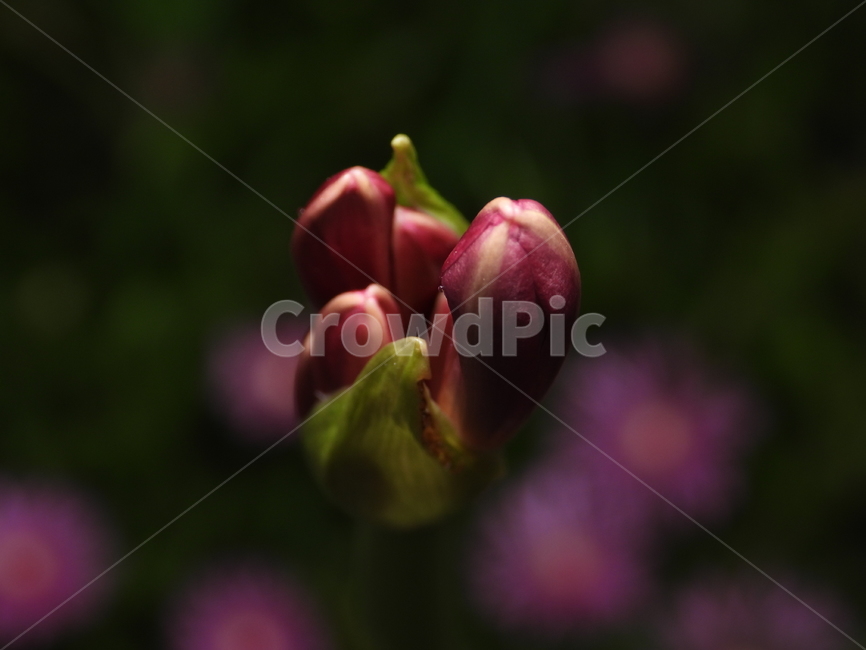 꽃,꽃잎,녹색,식물,자연,배경,백그라운드,식물,자연,plants,nature,꽃,flower