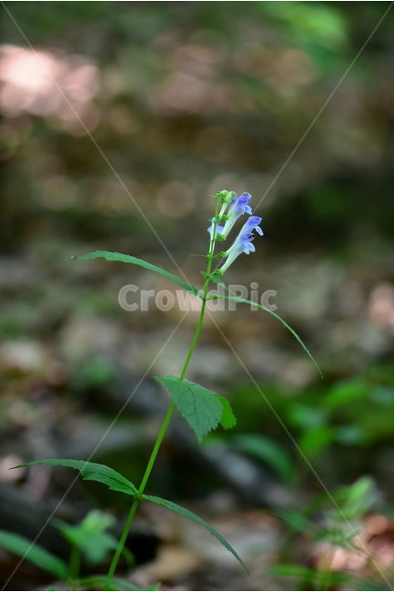 광릉골무꽃,꿀풀과,골무꽃속,야생화,봄,꽃,plant,wild,flower,자연,생태,식생,풀꽃,식물,자연,plants,nature,꽃,flower