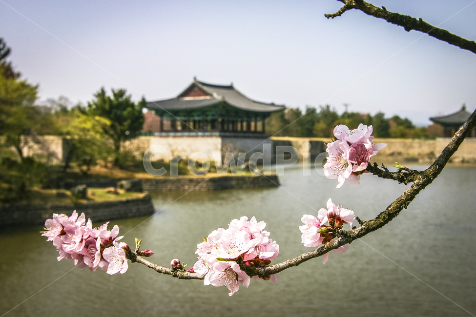 안압지,동궁과월지,벚꽃,경주,봄날,풍경,봄,계절,spring,season,자연,풍경,nature,landscape,한국자연풍경,한국자연경관,korea nature landscape,식물,plants,꽃,flower,plant,blossom