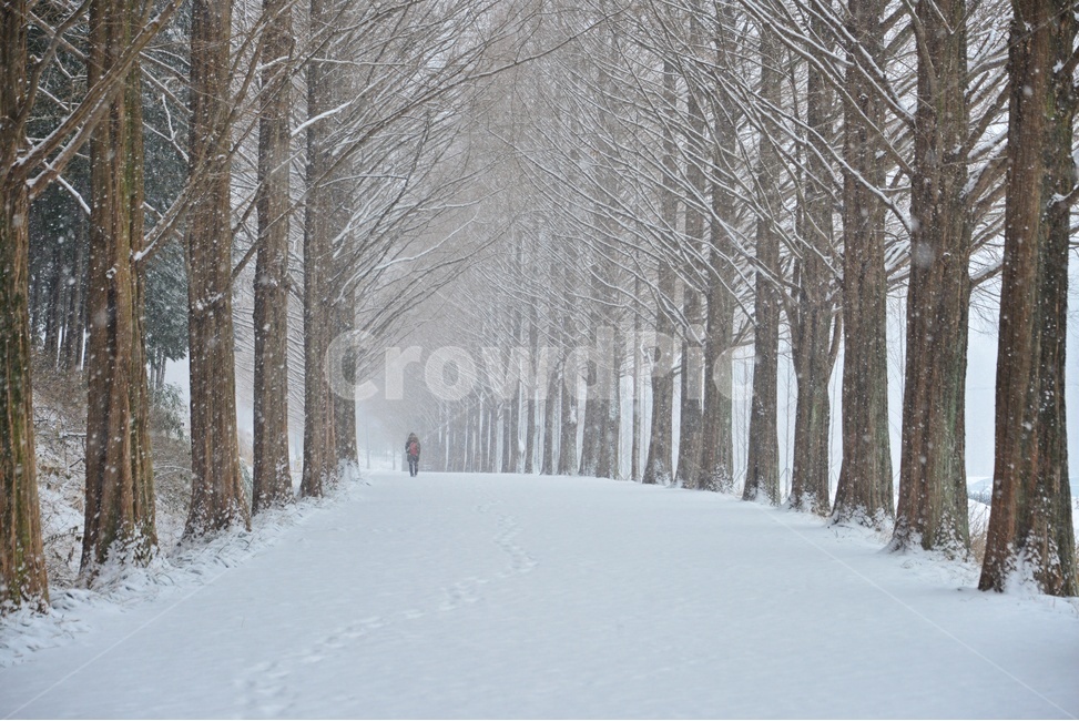담양,메타스콰이어길,담양메타스콰이어길,메타스콰이어길설경,나무,겨울,계절,winter,season,자연,풍경,nature,landscape,한국자연풍경,한국자연경관,korea nature landscape