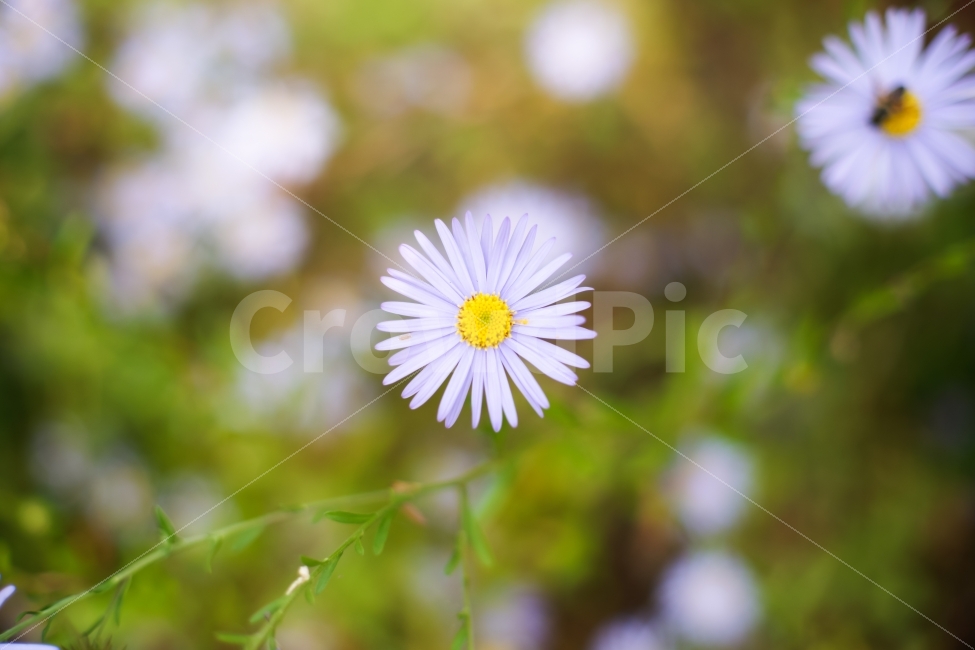 가을,국화,흰색,노랑색,한송이,녹색,벌,들국화,식물,자연,plants,nature,꽃,flower