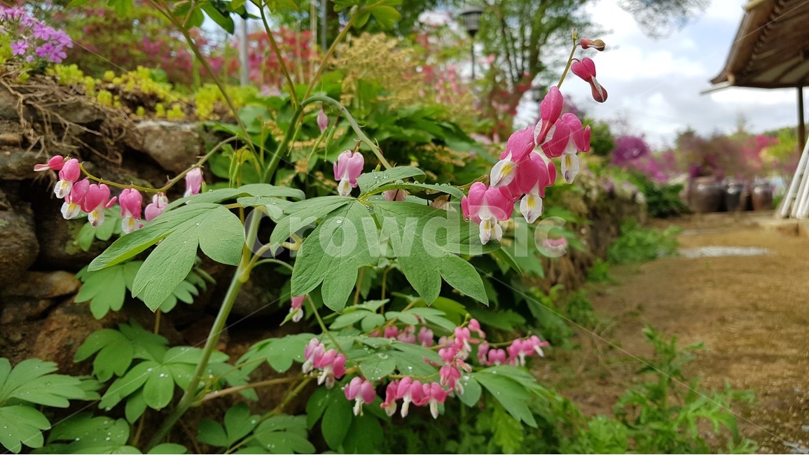 초롱꽃,한옥,꽃,장독대,시골,식물,자연,plants,nature,꽃,flower