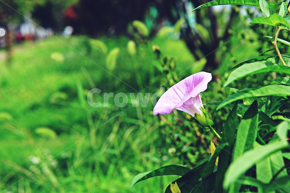 나팔꽃,꽃,식물,풀잎,잡초,자연,식물,자연,plants,nature,꽃,flower