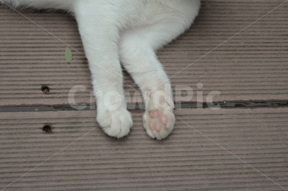 고양이,발,사진,동물,부분,동물,animal,포유류,mammal,고양이,cat,kitten,kitty