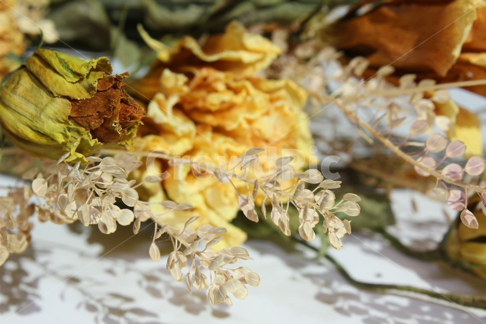 brown,closeup,bunch,dead,death,decoration,dry,flora,floral,flower,green,leaf,natural,nature,plant,white,yellow,갈색,브라운,노란,그린,노란색,녹색,말린꽃,꽃,꽃다발,말린,드라이,드라이플라워,잎,나뭇잎,잎사귀,식물,자연,꽃,flower,연출,컨셉,콘셉,direction,concept