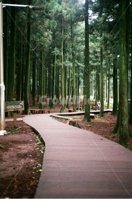 필름사진,제주도,절물자연휴양림,절물,휴양림,자연,풍경,nature,landscape,한국자연풍경,한국자연경관,korea nature landscape,제주도,jeju,jeju island,식물,plants,나무,trees,wood,휴식,힐링,rest,relaxation,healing,path,통로,trail,꼬리,person,사람,human,인간