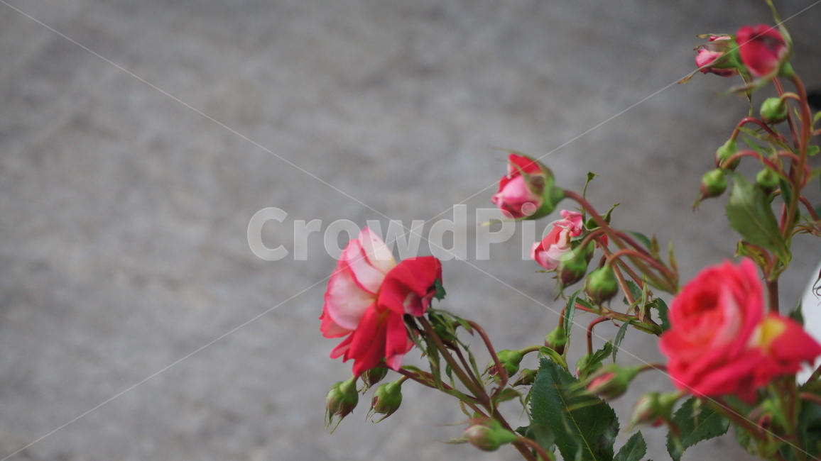 blossom,flower,꽃,geranium,plant,식물,제라늄,rose,장미