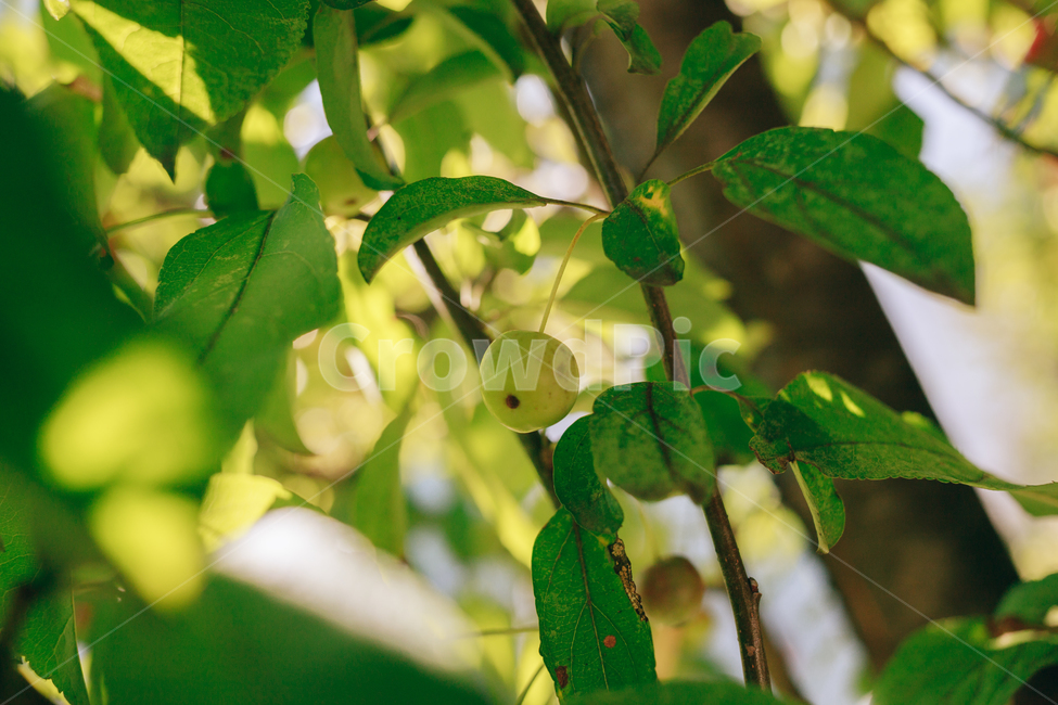 자연,풀,풀잎,초록,햇살,햇볕,식물,자연,plants,nature