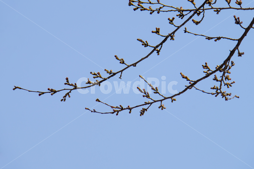 벚꽃,꽃망울,벚꽃가지,cherryblossome,cherrybud,꽃놀이,봄바람,하늘,첫시작,시작,처음
