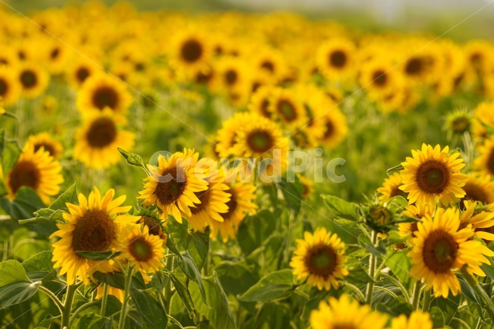 해바라기,가을,꽃,자연,풍경,nature,식물,여름,태양,sunflower,summer,fall,autumn,season,노란색,감성,여름,계절,summer,season,가을,fall,autumn,식물,자연,plants,nature,꽃,flower,plant,blossom