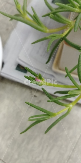 사철채송화,발,꽃,줄기,식물,화분,flower,plants,식물,자연,plants,nature